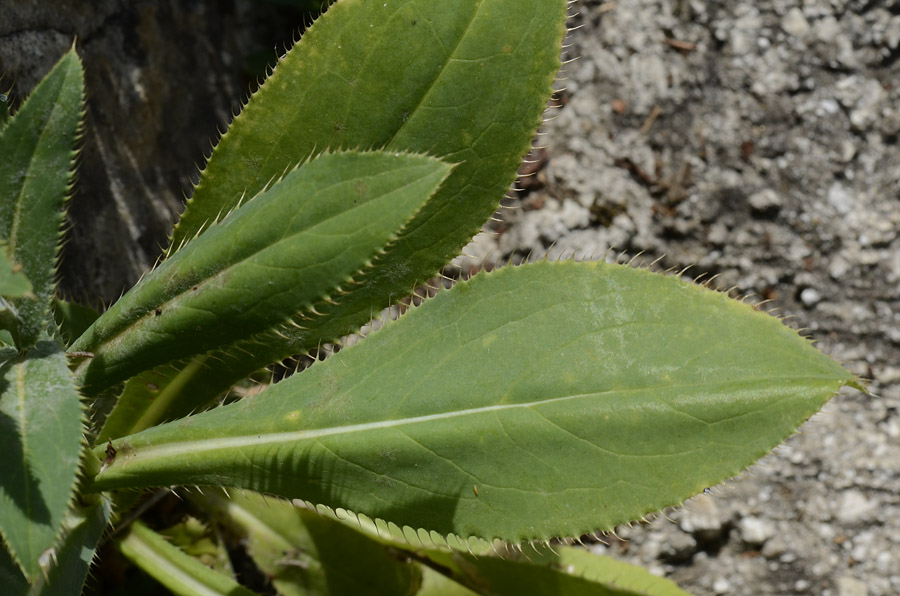 Carduus defloratus subsp. sumanus. (=crassifolius) / Cardo del Trentino